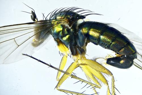 Dolichopus griseipennis